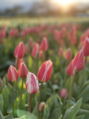 A One-of-a-kind Tulip-Viewing Experience in Skagit Valley